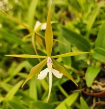 Epidendrum nocturnum stamfordi for sale  New Orleans