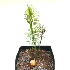 Encephalartos ghellinckii rara usato  Napoli
