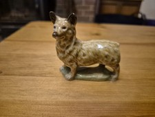 Rare corgi mother for sale Rare corgi mother for sale  FORTROSE