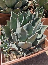 agave potatorum for sale agave potatorum for sale Altadena