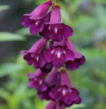 Beardtongues penstemon raven for sale  HAILSHAM