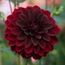 Dahlia arabian night for sale  WOLVERHAMPTON