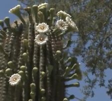 Saguaro cactus seeds for sale  Buffalo
