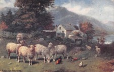 moutons d'occasion moutons d'occasion Expédié en Belgium