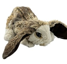 Baby lop ear for sale  Auburn