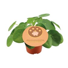 Pilea peperomioides ø12cm gebraucht kaufen  Mettingen