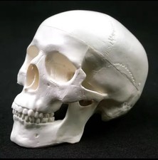 Human medical skull for sale  ROCHDALE