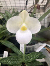 Paphiopedilum magic lantern for sale  LONDON