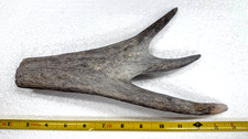 Natural real moose for sale  USA