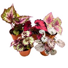 Harmony begonia rex for sale  Sorrento