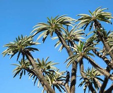 Semi lamerei pachypodium usato  Napoli