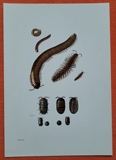 Tausendfüßler doppelfüßler gebraucht kaufen  Lauenburg/ Elbe