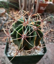Ferocactus gracilis coloratus for sale  La Mirada