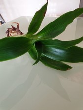 Callisia fragrans gebraucht kaufen  Delmenhorst