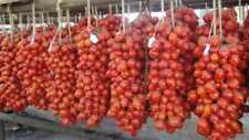 Pomodoro piennolo del usato  Trappeto