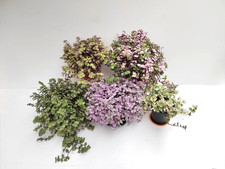 Callisia plant cuttings for sale Callisia plant cuttings for sale  NOTTINGHAM