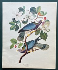 Band tailed pigeon for sale  Orlando