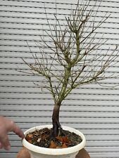 Acero palmato orangdream usato  Italia