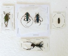 Beetle insect collection for sale  SLEAFORD