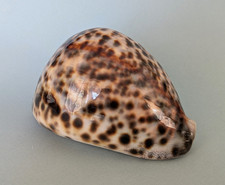 Cypraea tigris 102 d'occasion  Nice-