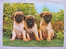 boxerwelpen gebraucht kaufen boxerwelpen gebraucht kaufen Bremen