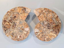 Rare grand fossile d'occasion  La Baule-Escoublac