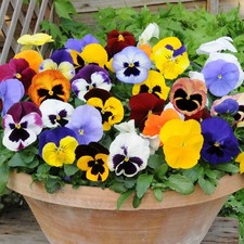 Autumn winter flowering for sale  TAMWORTH