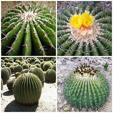 Semillas echinocactus ingens usato  Nizza di Sicilia
