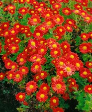 Chrysanthemum hort fellbacher gebraucht kaufen  Westerstede