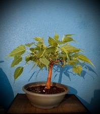 Bonsai ficus religiosa usato  Spedire a Italy