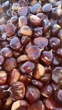 Castagne marroni d.o.p usato  Vitorchiano