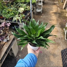 Dracaena janet craig for sale  West Covina