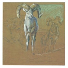1976 big horn for sale  Kerrville