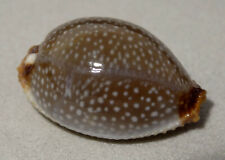 Meeresschnecke cypraea staphyl gebraucht kaufen  Illertissen