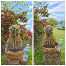 Cactus caudex xxl usato  Castiglione d'Orcia