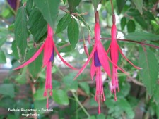 Fuchsie riccartonii winterhart gebraucht kaufen  Wülfrath