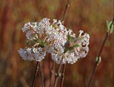 Viburnum farreri nanum gebraucht kaufen  Eslohe (Sauerland)