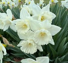 Mount hood narcissus for sale  SPALDING