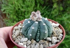 Astrophytum asterias fukuryu d'occasion  Servian