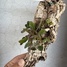 Dendrobium jenkinsii zattera usato  Lariano