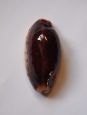 Cypraea caurica niger d'occasion  Gazeran