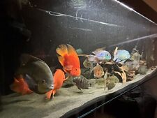 5ft 400l fish for sale  STOCKPORT