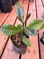 Mammea americana mammee for sale  Corona