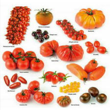 300 semi pomodoro usato  Trappeto