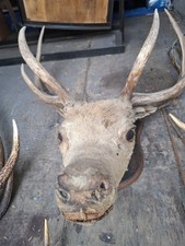 Large taxidermy stag for sale  MANCHESTER