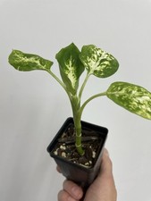 Dieffenbachia dumb cane for sale  Mesquite