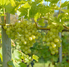 Pilzfeste weinrebe arkadia gebraucht kaufen  Quakenbrück