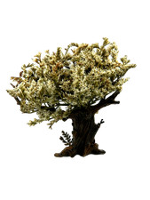 Albero ulivo scenografia usato  Napoli