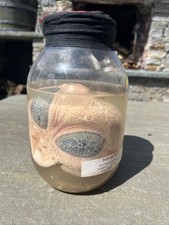 Baby alien jar for sale  Sayville
