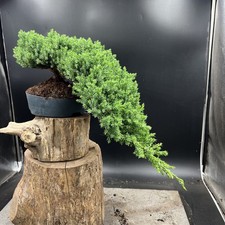 bonsai for sale  HULL